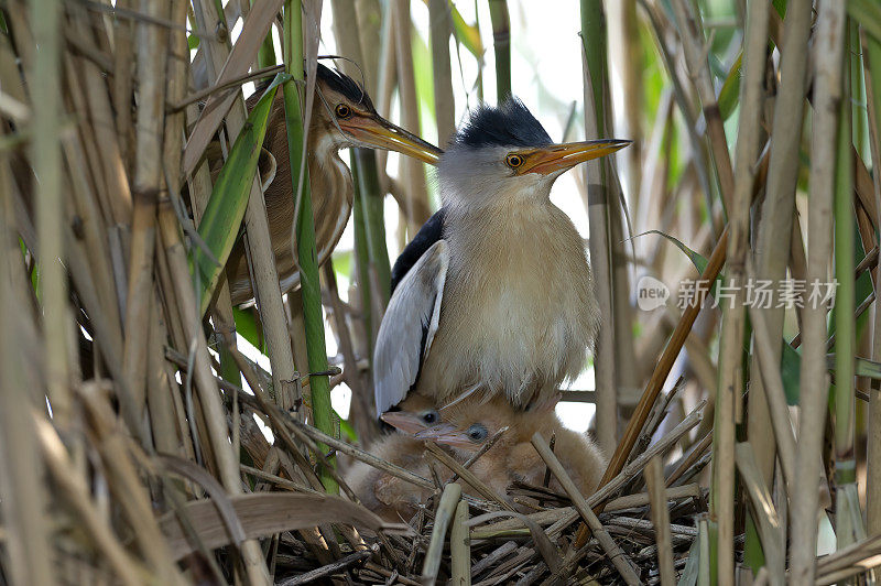 小卤水(Ixobrychus minutus)